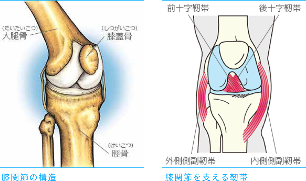 膝関節の構造と膝関節を支える靱帯