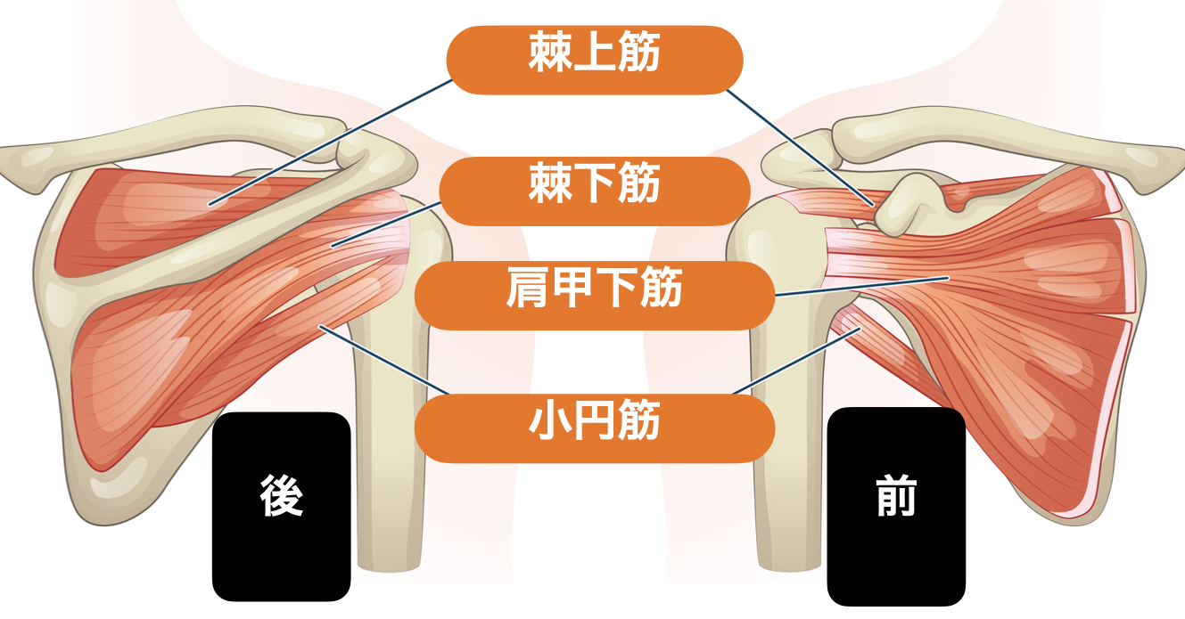 腱板断裂の症状・リハビリ・手術を医師が解説 人工関節と脊椎手術なら横浜町田関節脊椎病院
