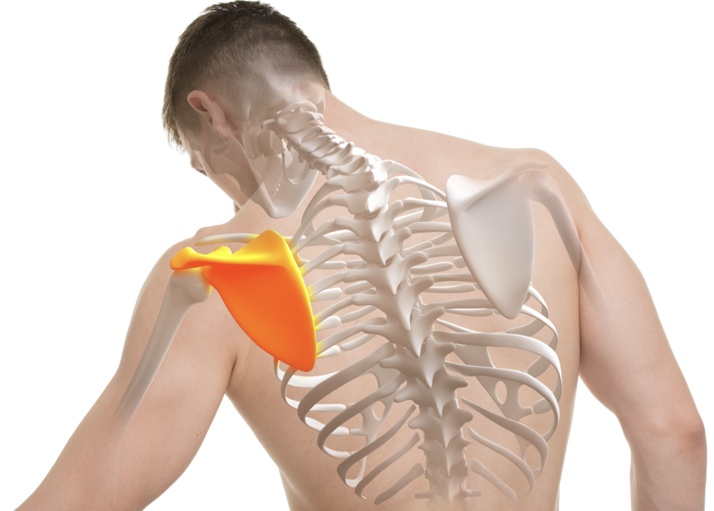 肩甲骨の資料画像